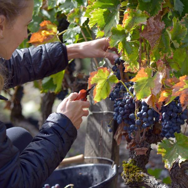 Vignoble Chateau Bayard