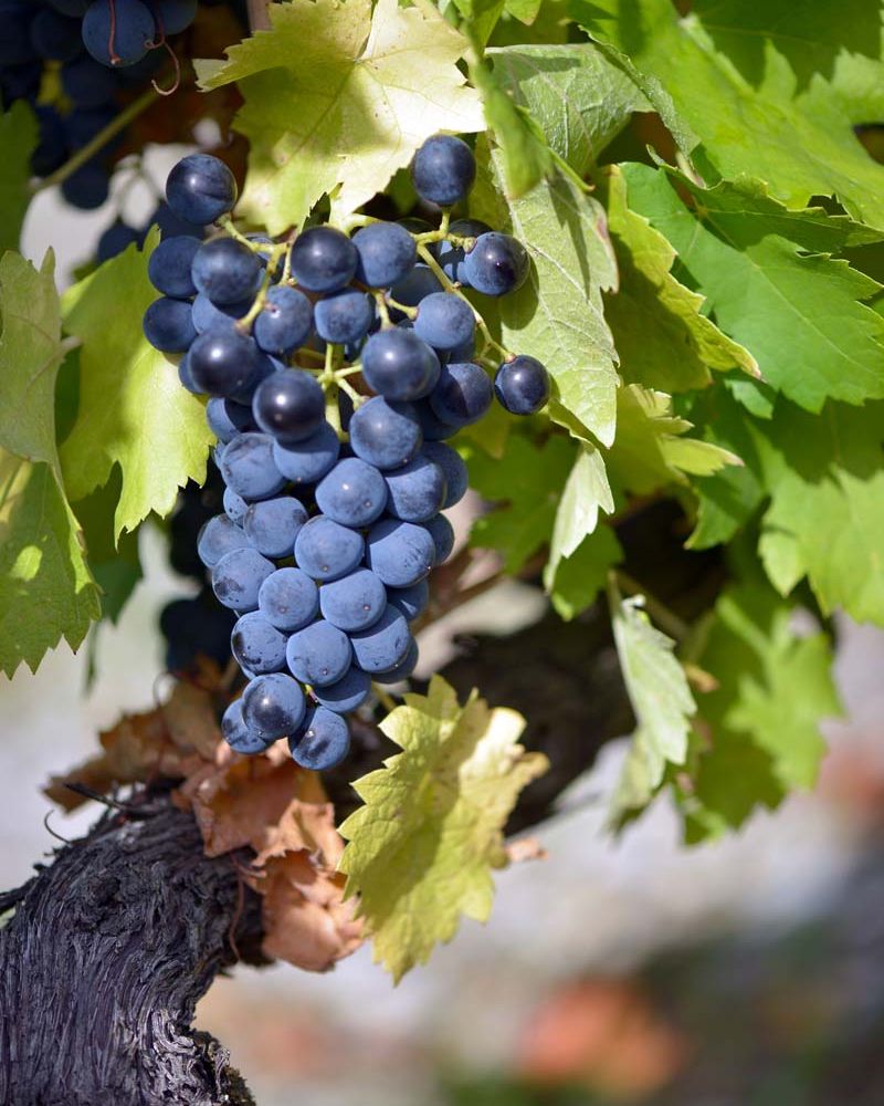 Dégustation  de vin et cours d'oenologie au Chateau | Chevalier Bayard