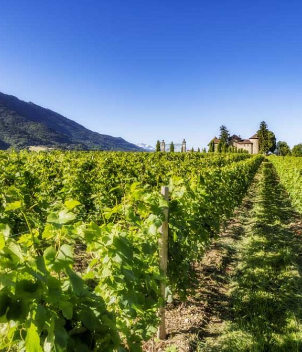 Les vignes du Chateau Bayard