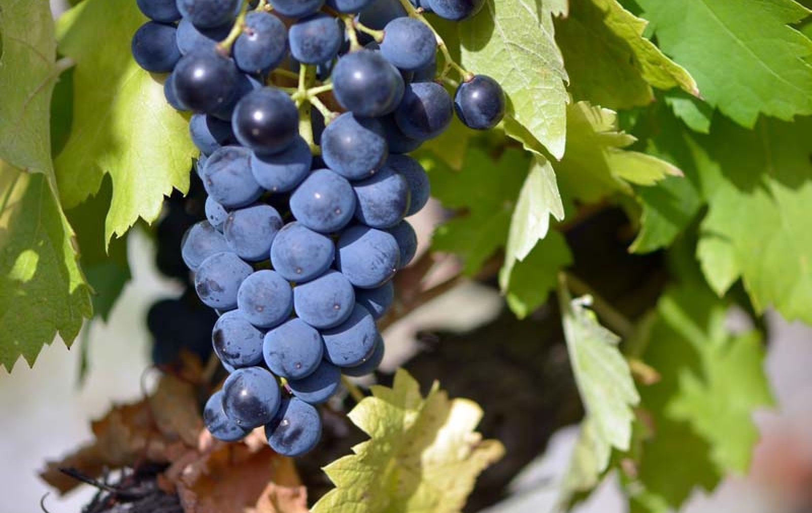 Vignoble Chevalier Bayard | vendanges