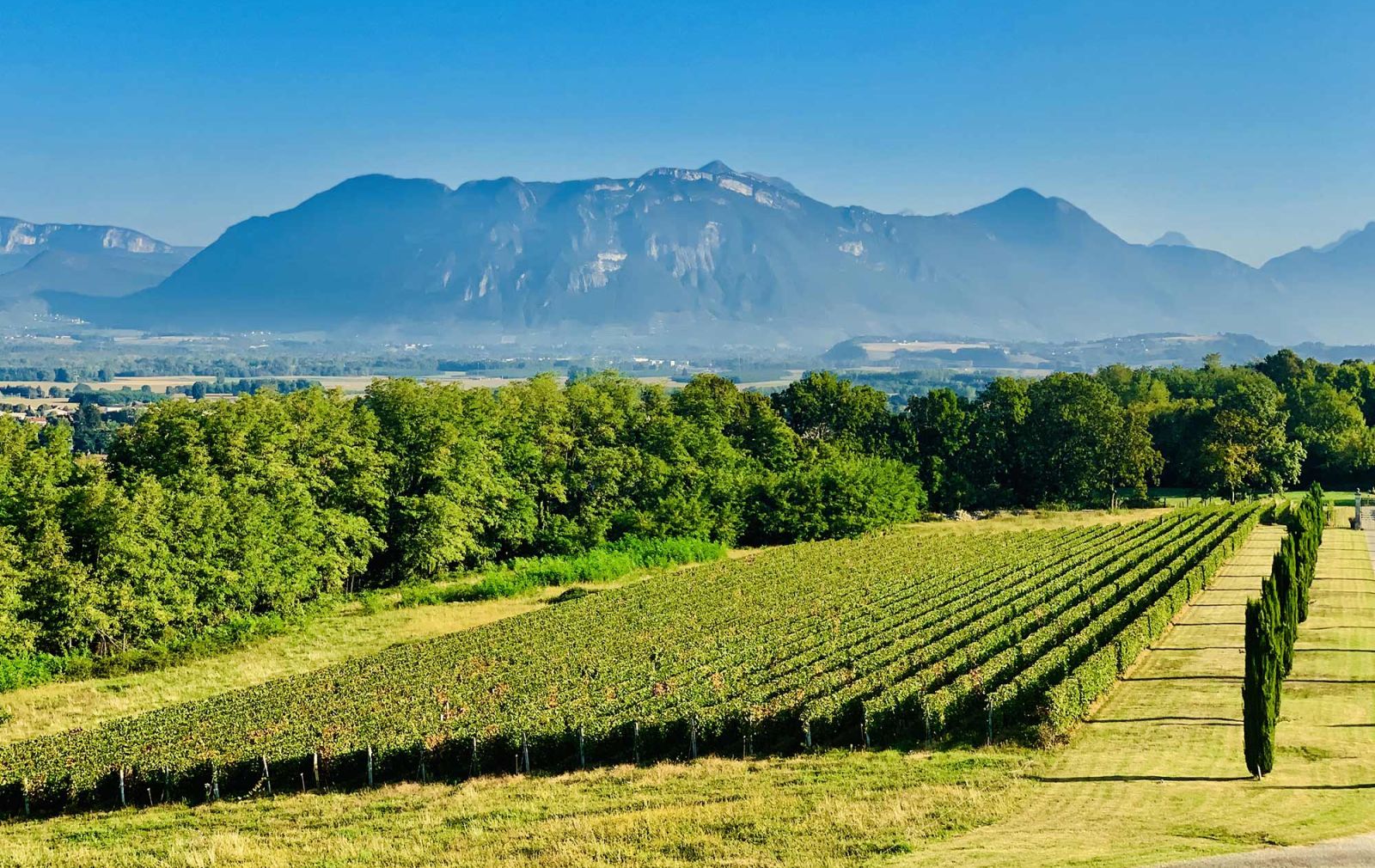 Vignoble Chevalier Bayard | Malvoisie