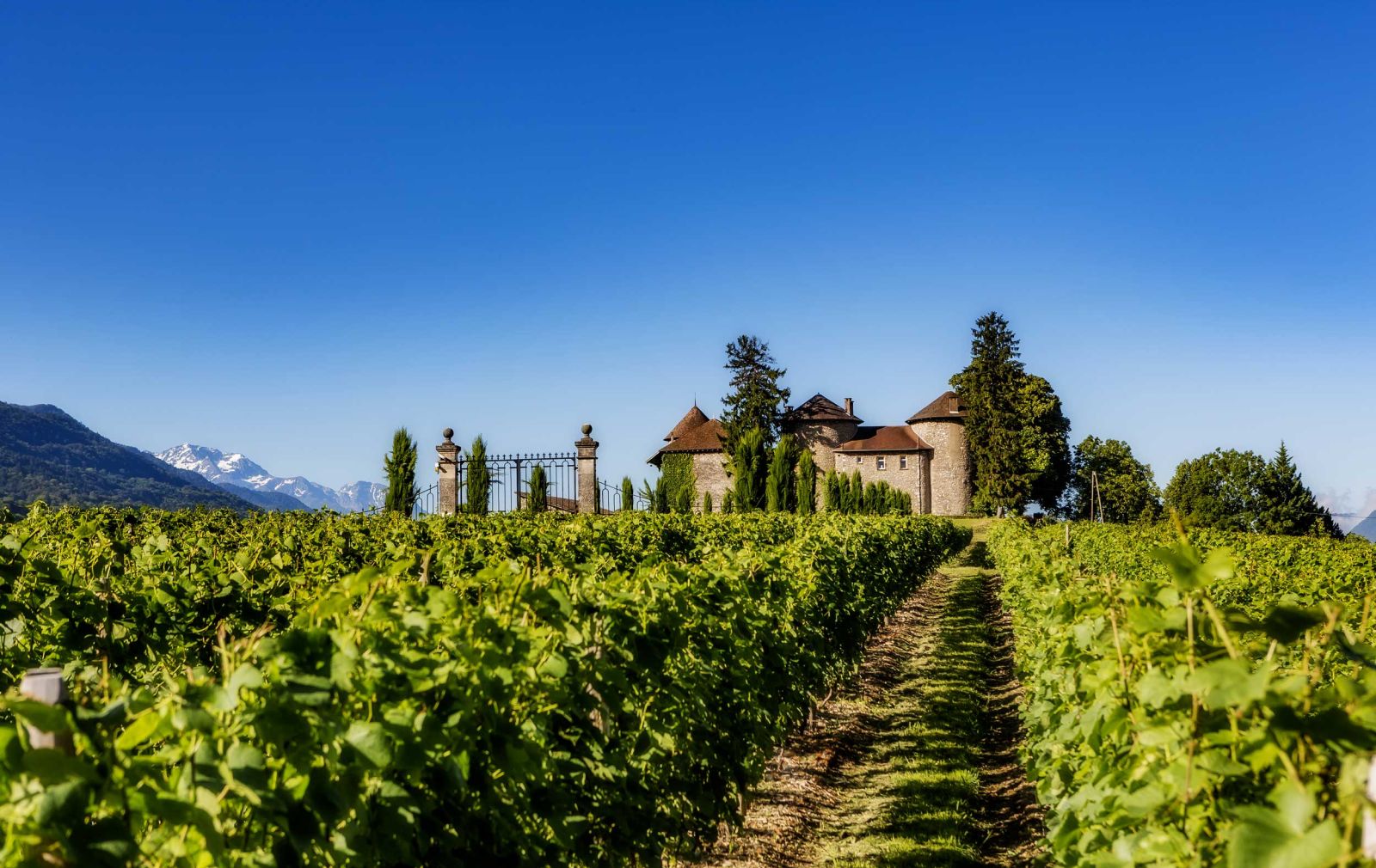 Vignoble Chevalier Bayard | Domaine et Château